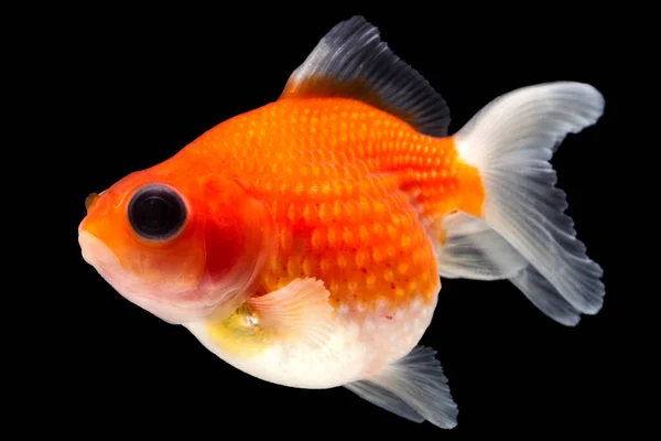 Pearlscale Goldfish Izolat Negru Înaltă Calitate Studio Împușcat Manual Eliminat — Fotografie, imagine de stoc
