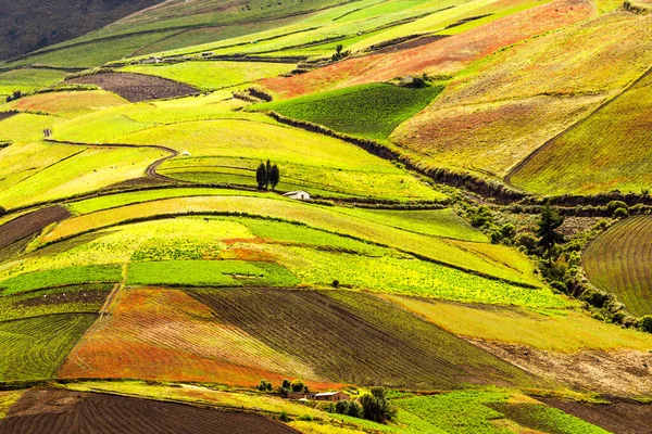 Agricultura Alta Altitude Nos Andes Equatorianos Cerca 4000M Altitude — Fotografia de Stock