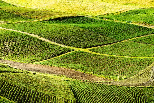 Haute Altitude Agriculture Dans Les Andes Équatoriennes Sur 4000M Altitude — Photo