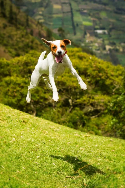 Gelukkig Hond Vrouw Oefenen Ballet — Stockfoto