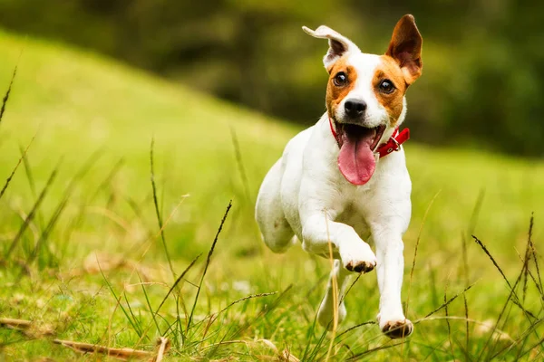 Mutlu Köpek Kameraya Doğru Koşuyor Düşük Açı Yüksek Hız — Stok fotoğraf