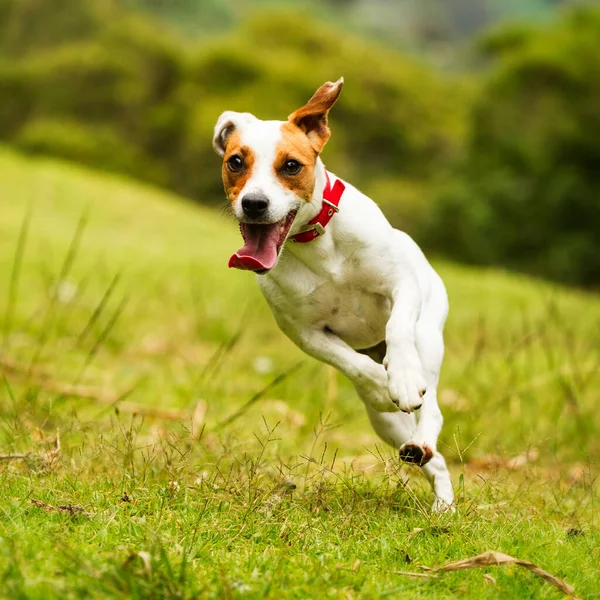 Happy Dog Running Camera Low Angle High Speed Shot — стоковое фото