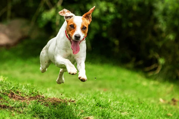 Câine Fericit Alerga Slr Unghi Scăzut Mare Viteză Împușcat — Fotografie, imagine de stoc