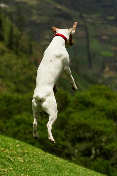 Happy Dog High Jump Doing See Further Away — Stock Photo, Image