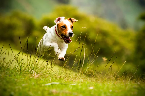 Gelukkige Hond Rent Naar Camera Lage Hoek Hoge Snelheid Schot — Stockfoto