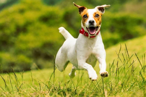 Glad Hund Kører Mod Kameraet Lav Vinkel Høj Hastighed Skud - Stock-foto