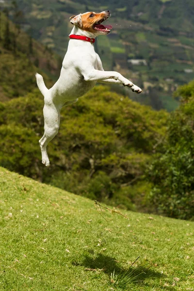 Perro Feliz Salto Muy Alto Más Tres Veces Altura —  Fotos de Stock