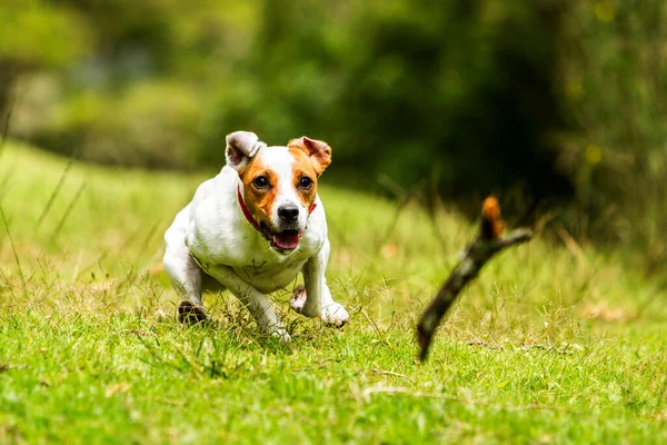 Anjing Senang Mengejar Mainannya Dengan Kecepatan Rendah Tembakan Cepat — Stok Foto