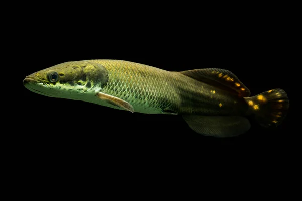 Youth Arapaima Leptosoma Underwater Aquarium Shot — Stock Photo, Image