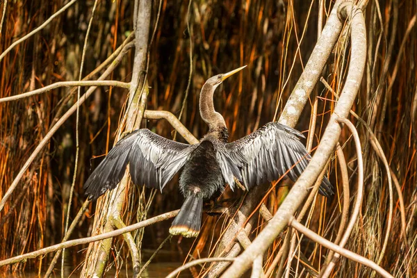 Anhinga Vagy Kígyóbőr Pihentető Cuyabeno Nemzeti Park Ecuador — Stock Fotó