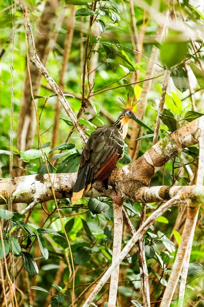 Hoatzin Πουλί Cuyabeno Εθνικό Πάρκο Ecuador — Φωτογραφία Αρχείου