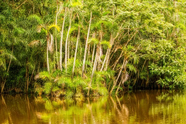Cuyabeno Rivier Nationaal Park Typische Jungle Vegetatie — Stockfoto