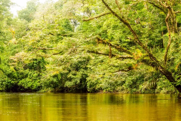 Cuyabeno Creek Nationaal Park Typische Jungle Vegetatie — Stockfoto