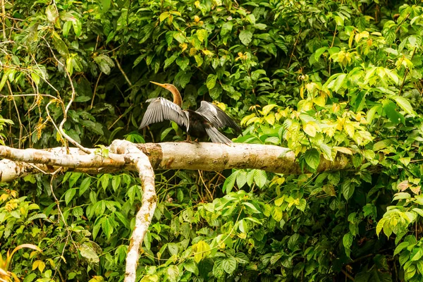 Anhinga Vagy Kígyóbőr Pihentető Cuyabeno Nemzeti Park Ecuador — Stock Fotó