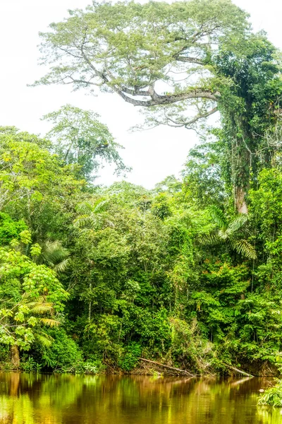 Cuyabeno Rivier Met Ceiba Amazonica Ecuador — Stockfoto