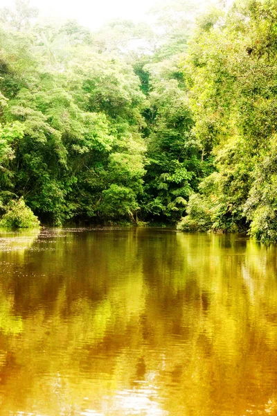 Cuyabeno Rivier Nationaal Park Typische Jungle Vegetatie — Stockfoto
