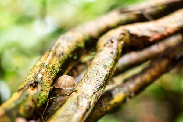 Wilder Pilz Wächst Auf Verdrehter Liana Den Ecuadorianischen Dschungel — Stockfoto