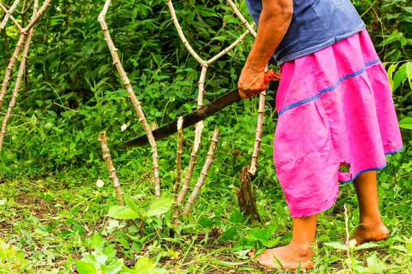 Oidentifierad Kvinna Med Machete Städa Upp Kassava Fält Ecuadors Amazonas — Stockfoto
