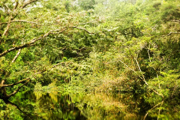 Vegetación Amazónica Representativa Selva Primaria Ecuatoriana — Foto de Stock