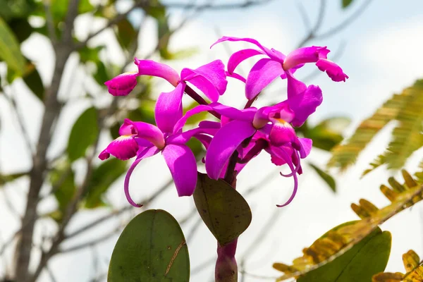 Orquídea Roxa Selva Amazônica Equatoriana — Fotografia de Stock