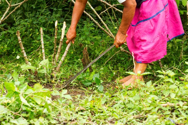 厄瓜多尔亚马逊河流域砍刀清理木薯地的不明身份妇女 — 图库照片