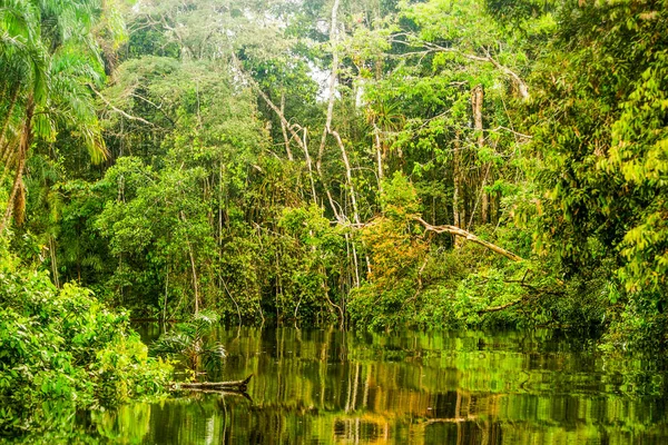 Végétation Amazonienne Typique Dans Première Forêt Équatorienne — Photo