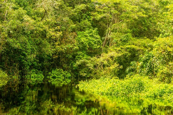 Gewone Amazone Vegetatie Ecuadoraanse Primaire Jungle — Stockfoto