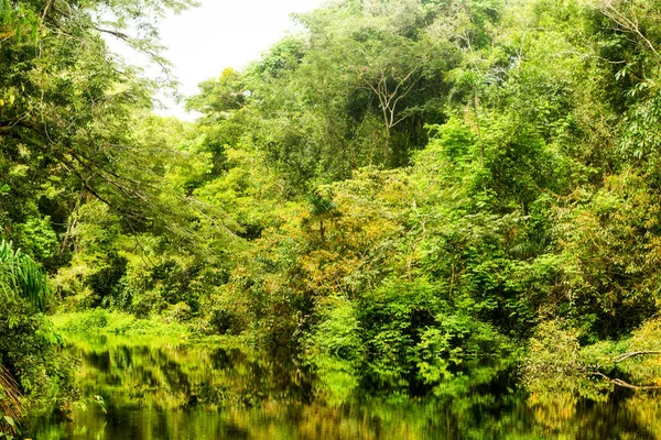 Vegetação Típica Amazônica Floresta Primária Equatoriana — Fotografia de Stock