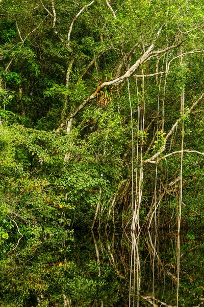 대낮에 초목이 자라는 아마존 밀림의 — 스톡 사진