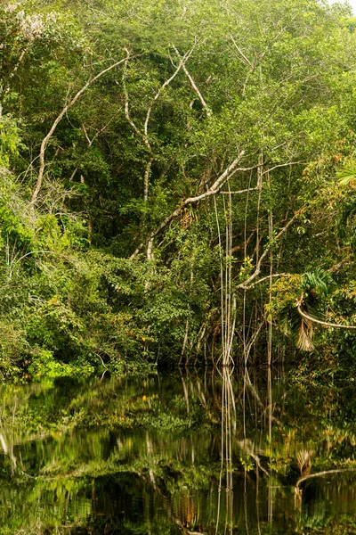 Amazone Jungle Thema Met Dichte Vegetatie Bij Helder Daglicht — Stockfoto