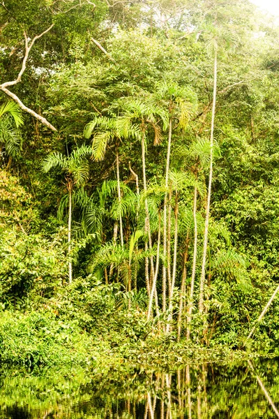 石英山密度植被下的亚马逊木材概念 — 图库照片