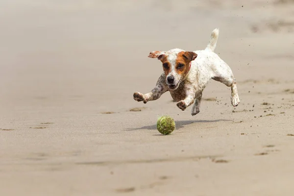 Perro Feliz Corriendo Playa Con Juguete Favorito —  Fotos de Stock