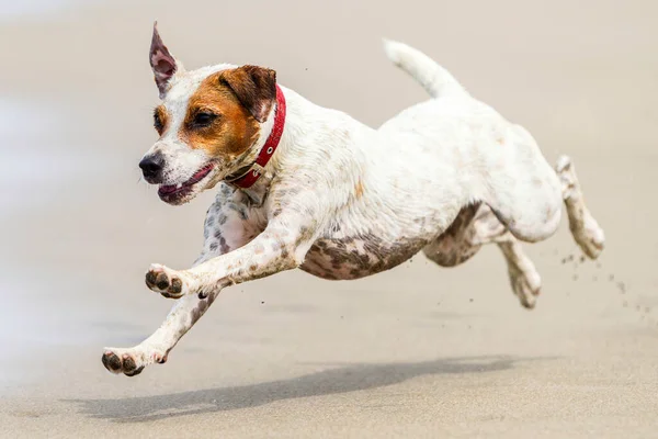 Glimlachende Hond Beweegt Volle Snelheid Aan Kust — Stockfoto