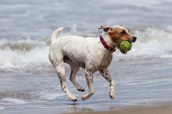 Szczęśliwy Pies Biegający Plaży Jego Ulubioną Zabawką — Zdjęcie stockowe