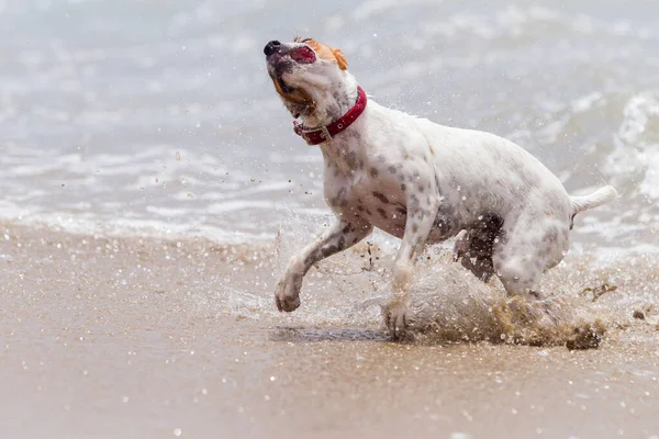 Happy Dog Playing Into The Ocean Waves
