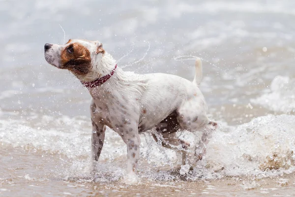 Lachende Hond Prestaties Ocean Curve — Stockfoto