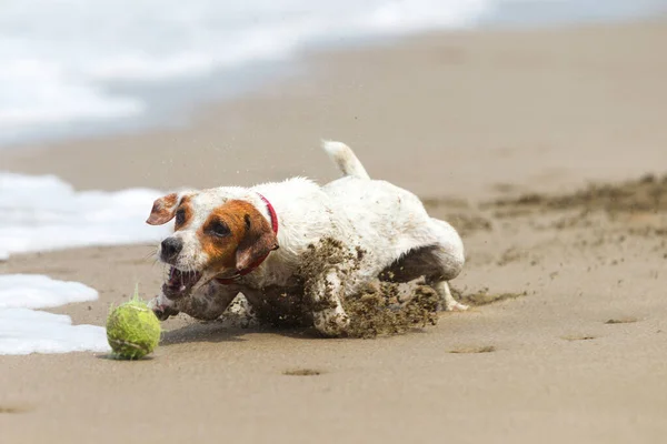 Vrolijke Hond Stoppen Bal High Speed Performance Shot — Stockfoto