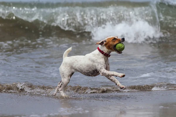 快乐的小狗带着他最喜欢的玩具在海滩上奔跑 — 图库照片