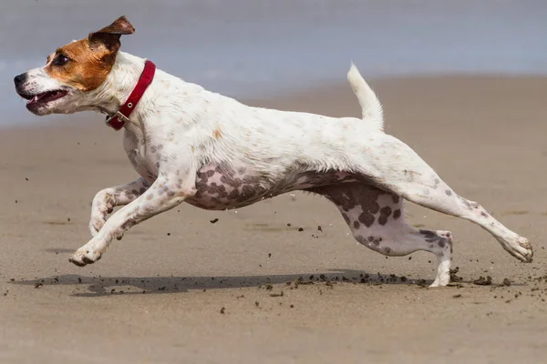 快乐的狗在海滩上全速奔跑 — 图库照片