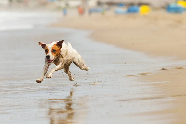 Lachende Hond Rent Met Volle Snelheid Het Strand — Stockfoto