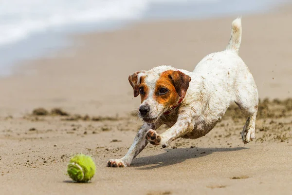 Zadowolony Pies Zatrzymujący Się Piłkę High Speed Action Shot — Zdjęcie stockowe