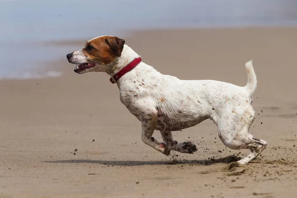 Szczęśliwy Pies Działa Pełnym Tempie Plaży — Zdjęcie stockowe