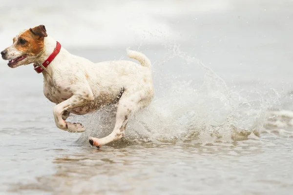 快乐的狗在海滩上全速奔跑 — 图库照片