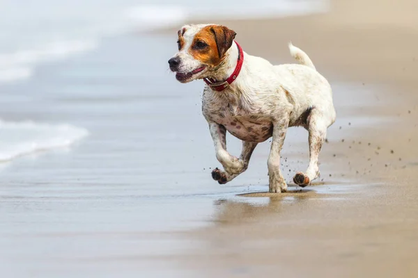 Radostný Pes Běží Při Plném Nasáklý Pobřeží — Stock fotografie