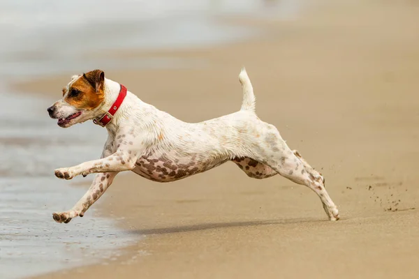 Feliz Perro Carrera Completo Esped Playa —  Fotos de Stock