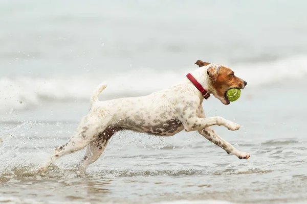 Szczęśliwy Pies Działa Pełnym Tempie Plaży — Zdjęcie stockowe