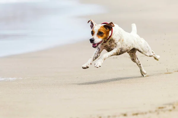 Vesel Dog Running Complet Sped Shore — Fotografie, imagine de stoc