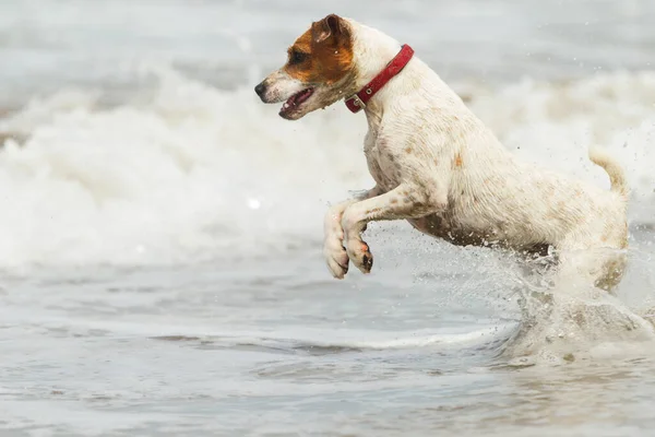 happy dog playing into the ocean waves