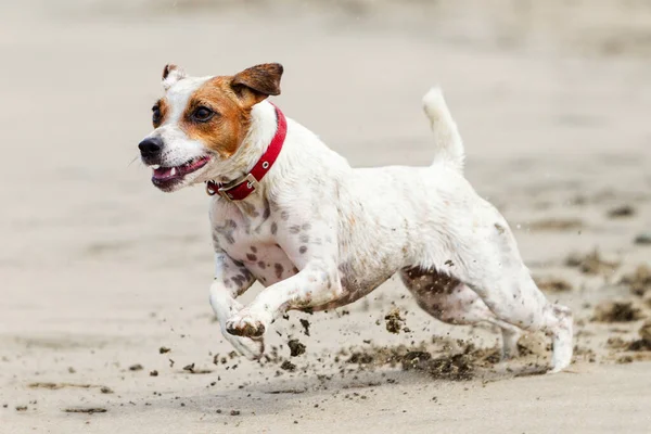 Perro Feliz Corriendo Toda Velocidad Playa — Foto de Stock