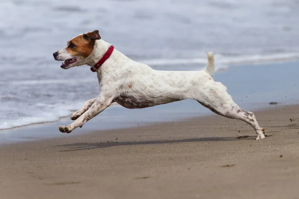 Perro Feliz Corriendo Toda Velocidad Playa —  Fotos de Stock
